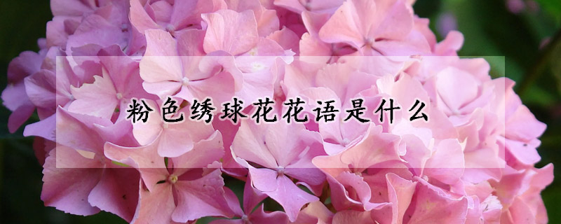 粉色繡球花花語(yǔ)是什么