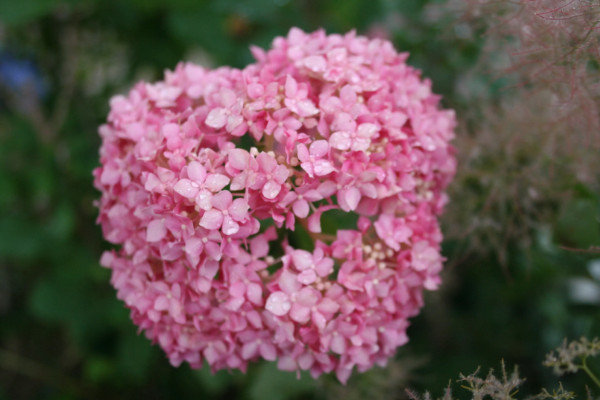 粉色繡球花花語是什么