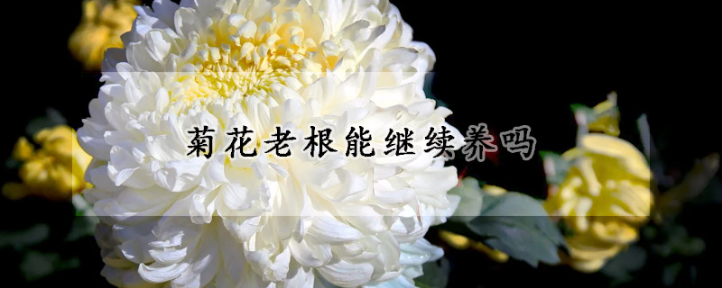 菊花老根能繼續(xù)養(yǎng)嗎