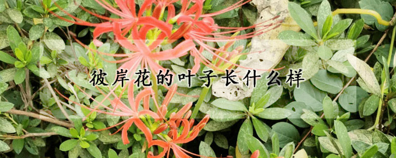 彼岸花的葉子長什么樣