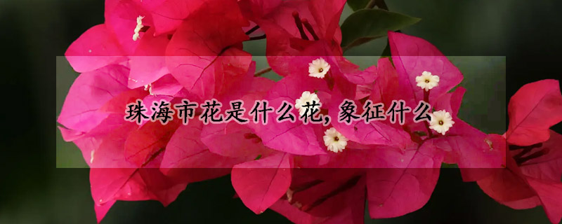 珠海市花是什么花,象征什么