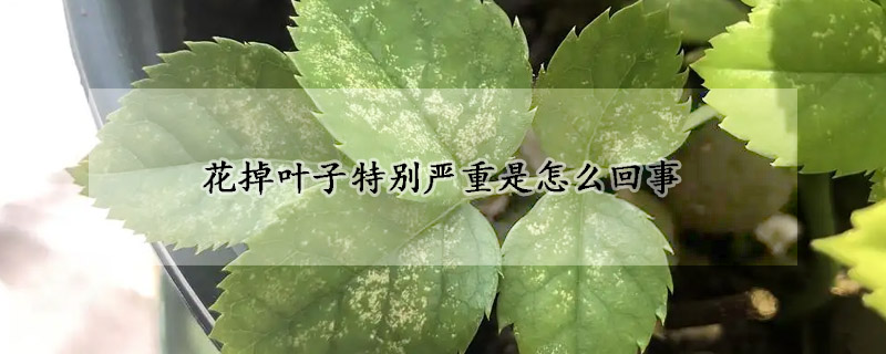 花掉葉子特別嚴重是怎么回事