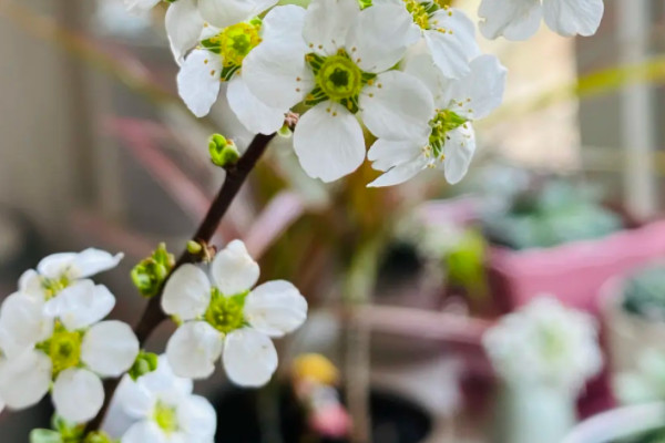 雪柳的花期