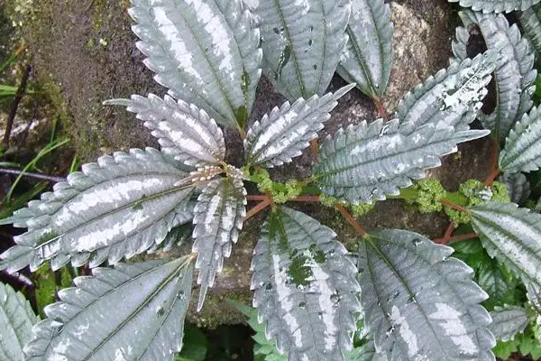 吸油煙最強的植物，什么植物吸油煙最厲害