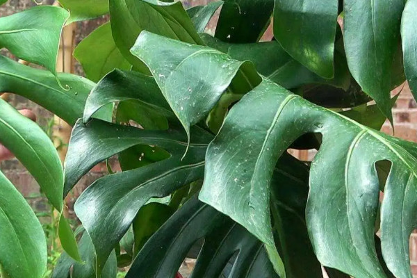 吸油煙最強的植物，什么植物吸油煙最厲害