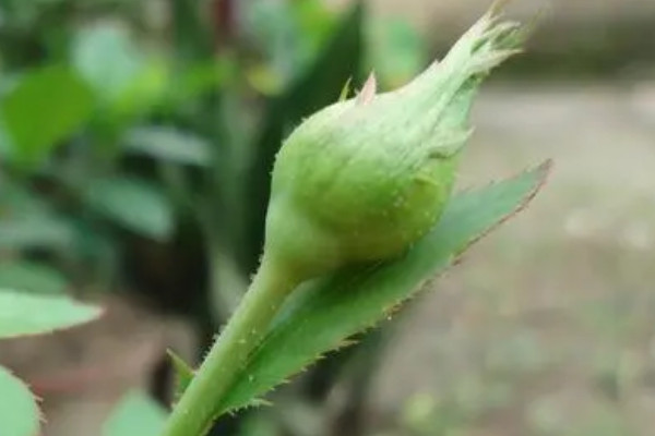 花苞太緊的玫瑰怎么才能開