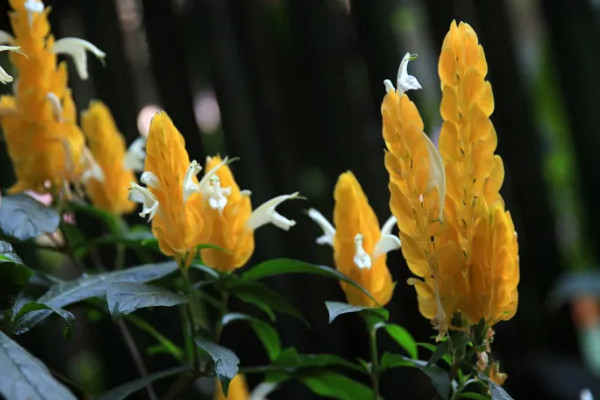 苞花是什么意思