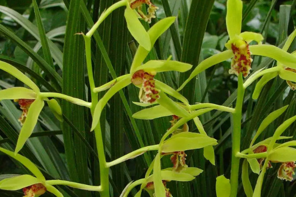 蘭花有花苞不開花怎么回事