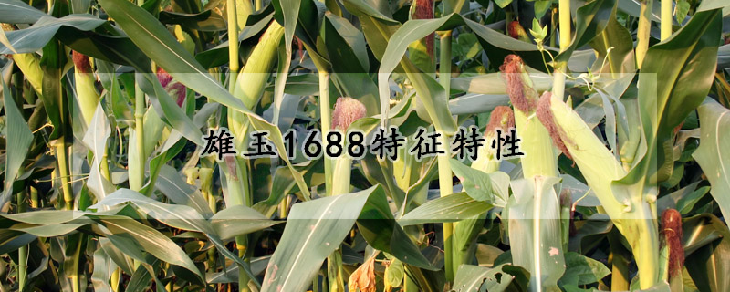 雄玉1688特征特性