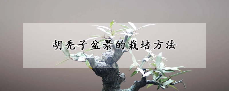 胡禿子盆景的栽培方法