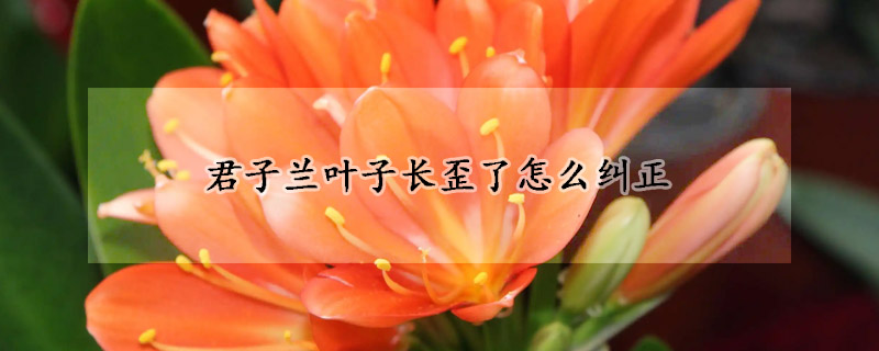 君子蘭葉子長(zhǎng)歪了怎么糾正