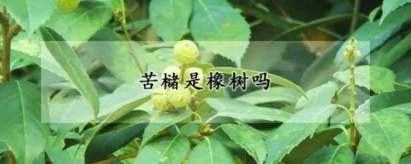 苦櫧是橡樹嗎