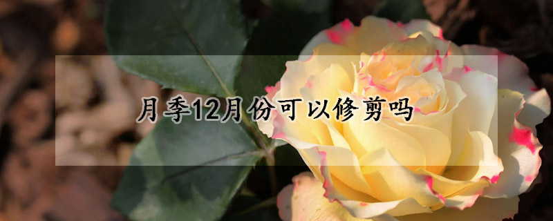 月季12月份可以修剪嗎