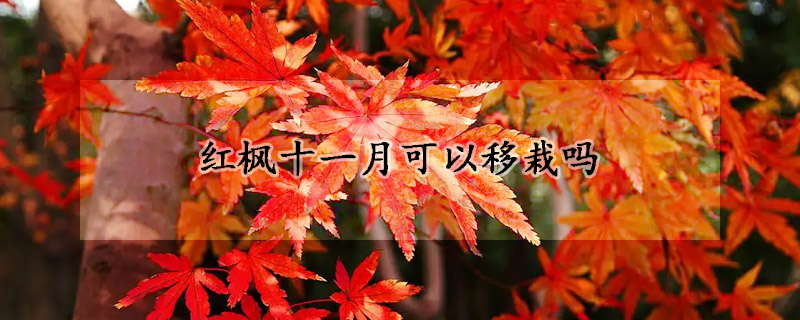 紅楓十一月可以移栽嗎