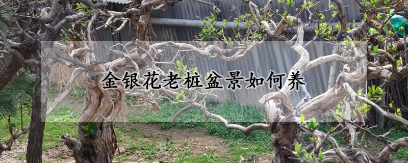 金銀花老樁盆景如何養