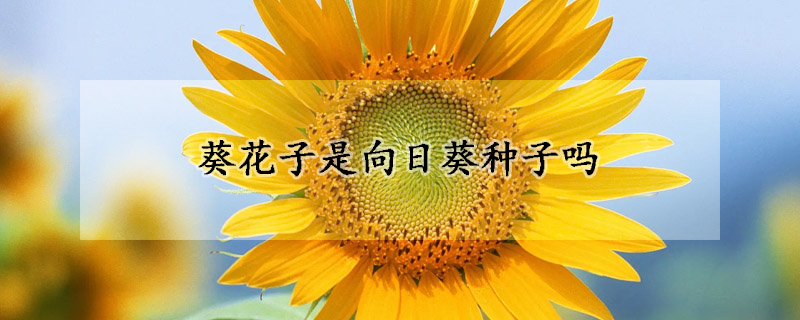 葵花子是向日葵種子嗎