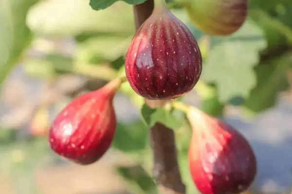 無花果樹苗的栽培