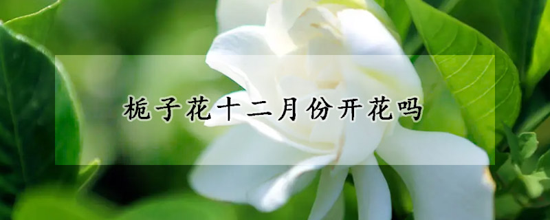 梔子花十二月份開花嗎