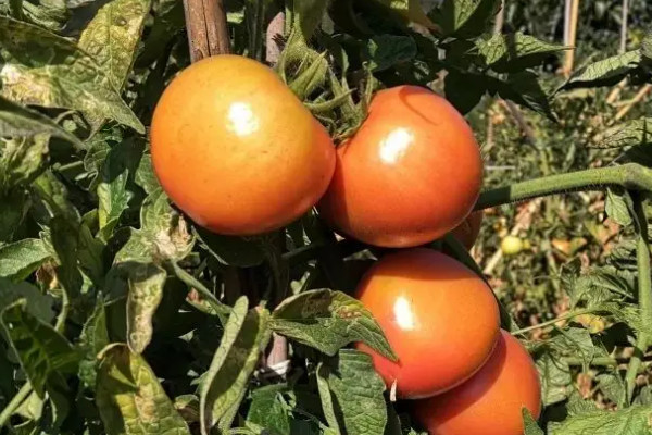 陽臺種植西紅柿的時間和方法步驟，陽臺怎么種植西紅柿