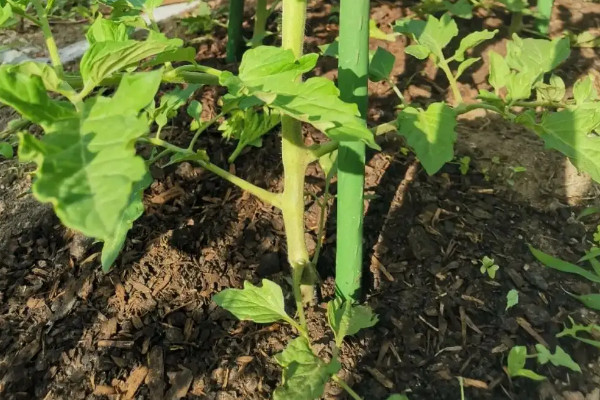 陽臺種植西紅柿的時間和方法步驟，陽臺怎么種植西紅柿