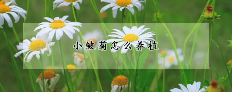 小皺菊怎么養(yǎng)植