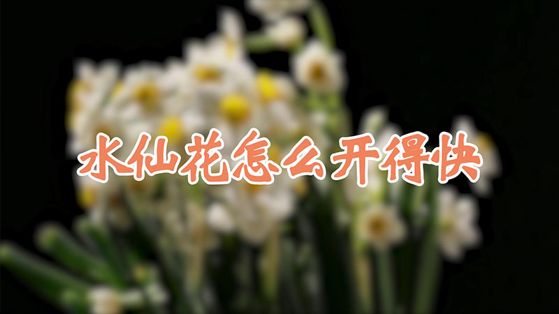 水仙花怎么開得快