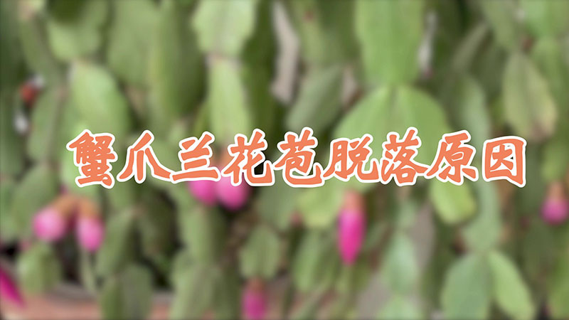 蟹爪蘭花苞脫落原因