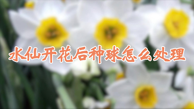 水仙開花后種球怎么處理