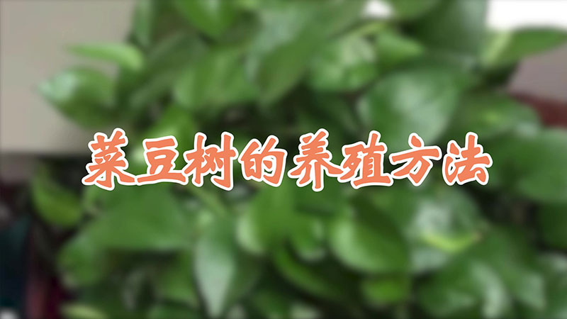 菜豆樹的養(yǎng)殖方法