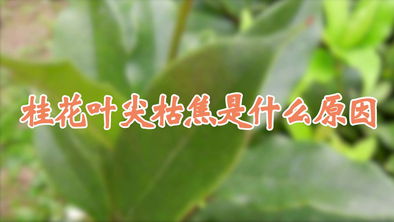 桂花葉尖枯焦是什么原因