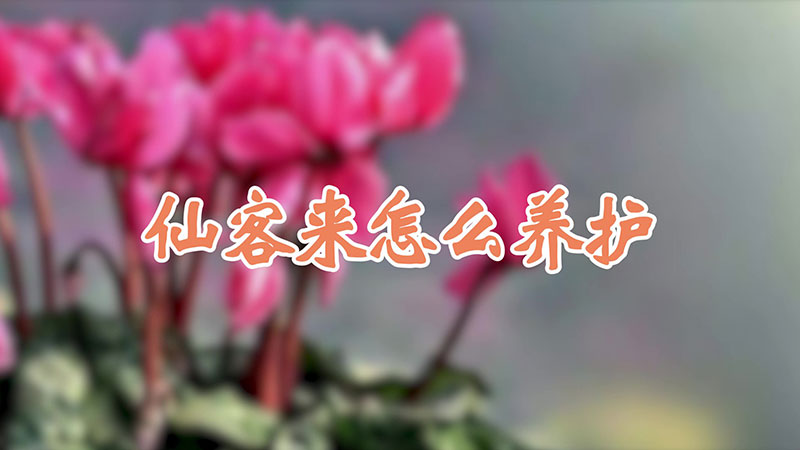 仙客來怎么養(yǎng)護(hù)