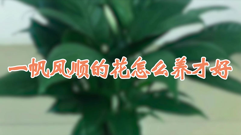 一帆風(fēng)順的花怎么養(yǎng)才好