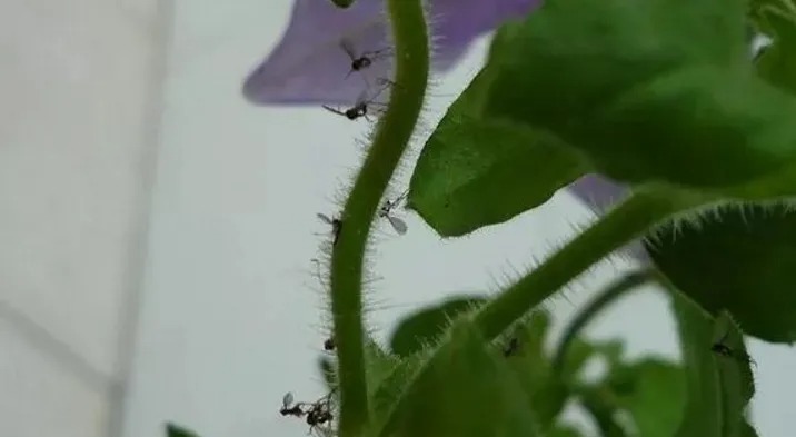 養花有小飛蟲怎么處理