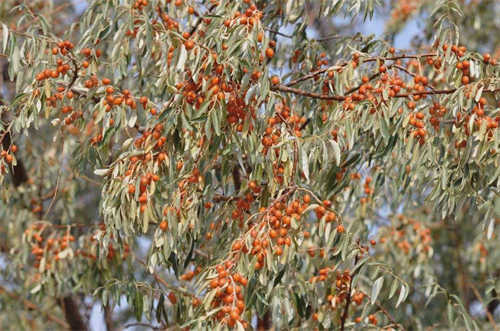 沙棗樹怎么種植 沙棗樹的種植方法