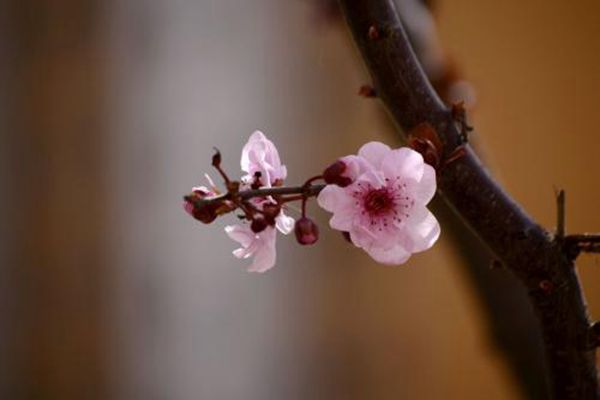 美人梅夏季養護方法