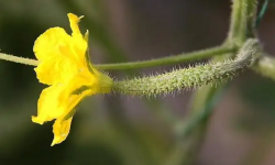 黃瓜開(kāi)雄花后多久開(kāi)雌花 黃瓜只開(kāi)雄花怎么辦