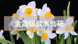 <b>金盞銀臺(tái)水仙花</b>