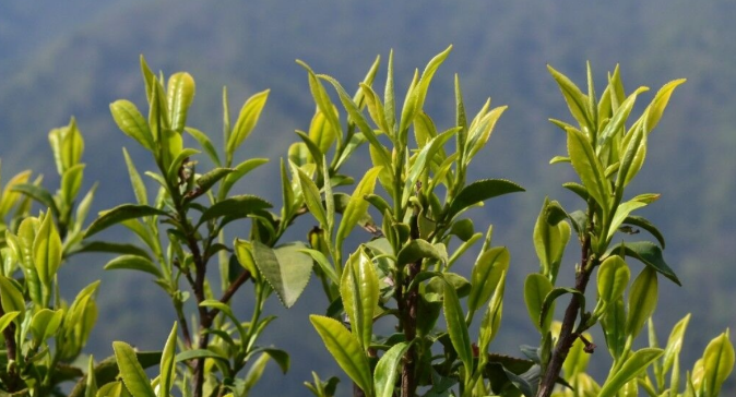 素心蘭巖茶是什么品種？