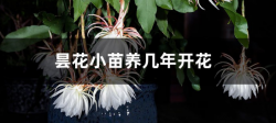 <b>曇花小苗養幾年開花！小苗需要曬太陽嗎</b>