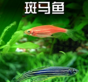 <strong>斑馬魚是什么魚，多大可以繁殖？</strong>