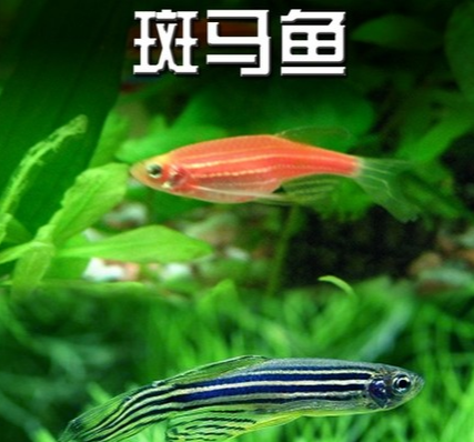 斑馬魚是什么魚，多大可以繁殖？