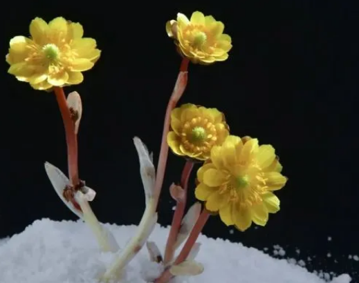 冰凌花怎么養！冰凌花的花語