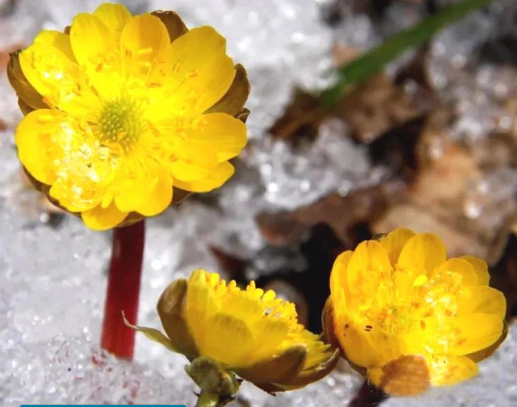 冰凌花怎么養！冰凌花的花語