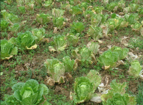 白菜霜霉病有哪些防治要點？