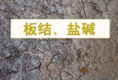 <strong>大棚地的鹽害的防治措施</strong>