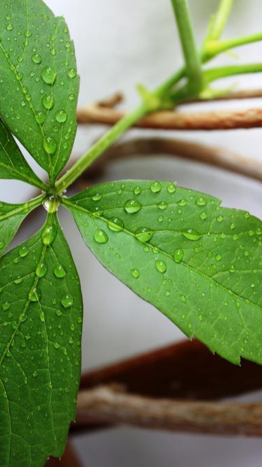 植物葉面上的露珠是這么形成的，是植物的汗液嗎？