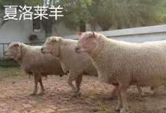 <strong>杜泊綿羊與夏洛來羊的區(qū)別</strong>