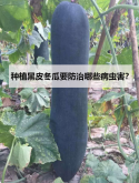 <b>種植黑皮冬瓜要防治哪些病蟲害？</b>