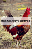 <strong>感染禽流感的雞為什么不能接種疫苗</strong>