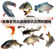 <strong>魚暴發性出血病癥狀及預防措施</strong>